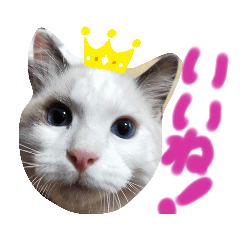 ラグのマシュくん