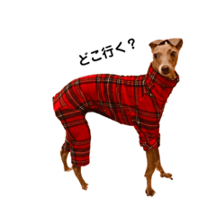 イタグレ(日常)