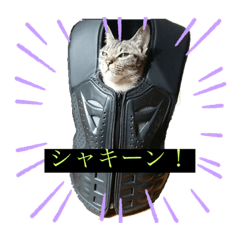 うちのねこ（つな）