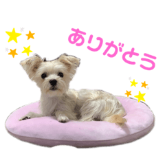 愛犬のナッちゃん