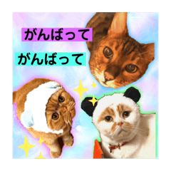 愛する猫たち ベンガル スコ エギゾチック