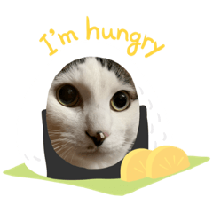 うちの子すたんぷ。。