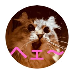 使いやすいねこ達のスタンプ2