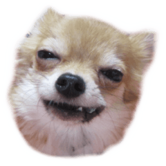 セレサのスタンプ