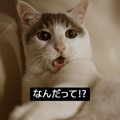 通信回線が重たいポップアップスタンプ(猫)