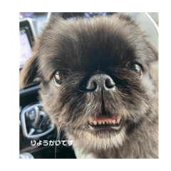 ペキニーズ　モモちゃん