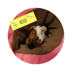 プイプイモルモット