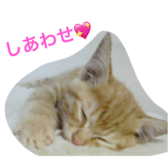 ちゃとる と こてつ