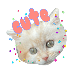 須藤さんちの猫