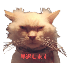 ふる家の御ねこ様