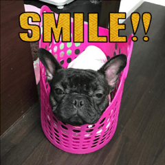 フレンチブルドッグ・モモ