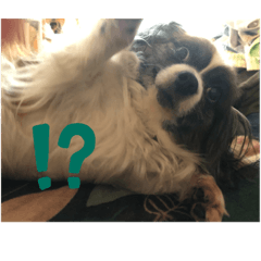 くき田くきお(クッキー)