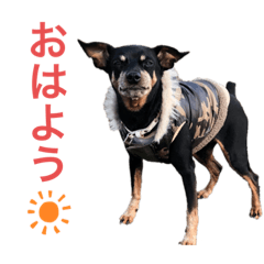 DAIGO君(ミニチュアピンシャー)