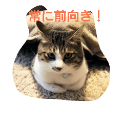 励ます猫