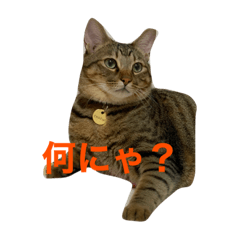 キャットんとん