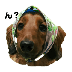 ちょこさんとしばいぬさんとおばあさん