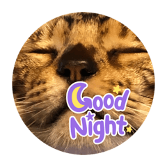 あおちゃんキング