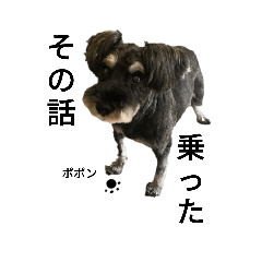 ミニチュアシュナウザーゼロ2