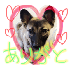 ココちゃん〜可愛い〜