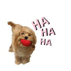 毎日つかえるミックス犬Ponoくん