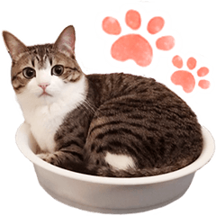 猫の『すずめちゃん』にゃり！