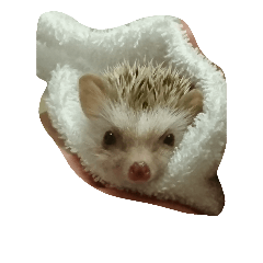 ハリネズミ みかん