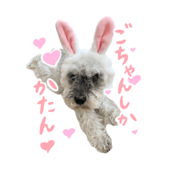 うちのごちゃん