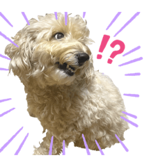 かわいい犬猫すたんぷ♡