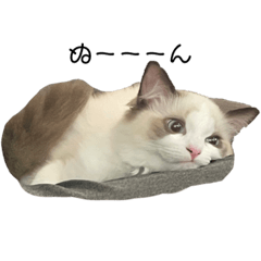 ラグドール(=^ェ^=) Reni