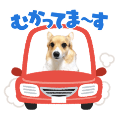 黒コーギーちゃん2