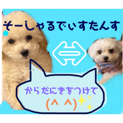 愛犬あちとてぃてぃ