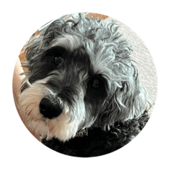 もふもふ_の_気持ち