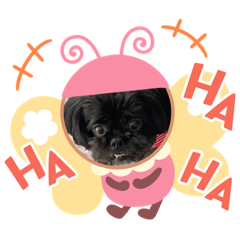 mix犬ペキプー ベティちゃん②