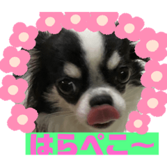 フレブル&チワワスタンプ❣️