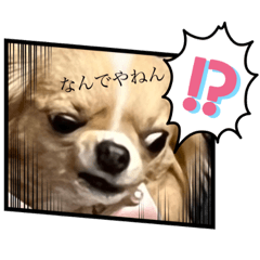 チワワ好きスタンプ②