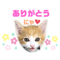 子猫の茶夢くん日常会話