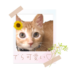 名古屋弁♪ミーちゃん&メルちゃん♡修正版