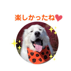 グレートピレニーズベイク