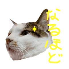 猫原さんちの三毛猫みかん