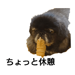 ペキニーズのはにまる①