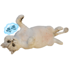 Amber_20230322135551