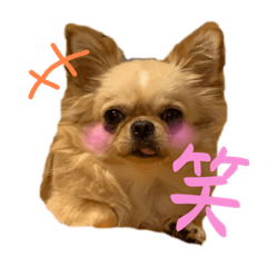 日常に使えるちわわんこスタンプ
