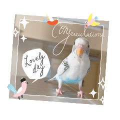 セキセイインコのハルちゃん