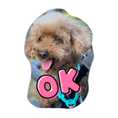 世界1可愛いこっちゃんスタンプ