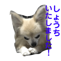 うちのじるくん3