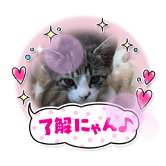 ネコすきスタンプ