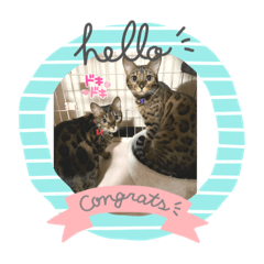 ベンガルシスターズＭ＆Ｒ