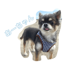 チワワのあーちゃんのスタンプ2