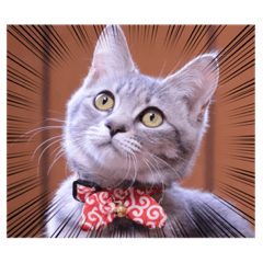 猫ラッキーちゃんスタンプ