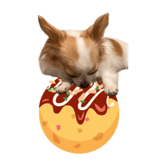 チワワのミントくん（日常編3）